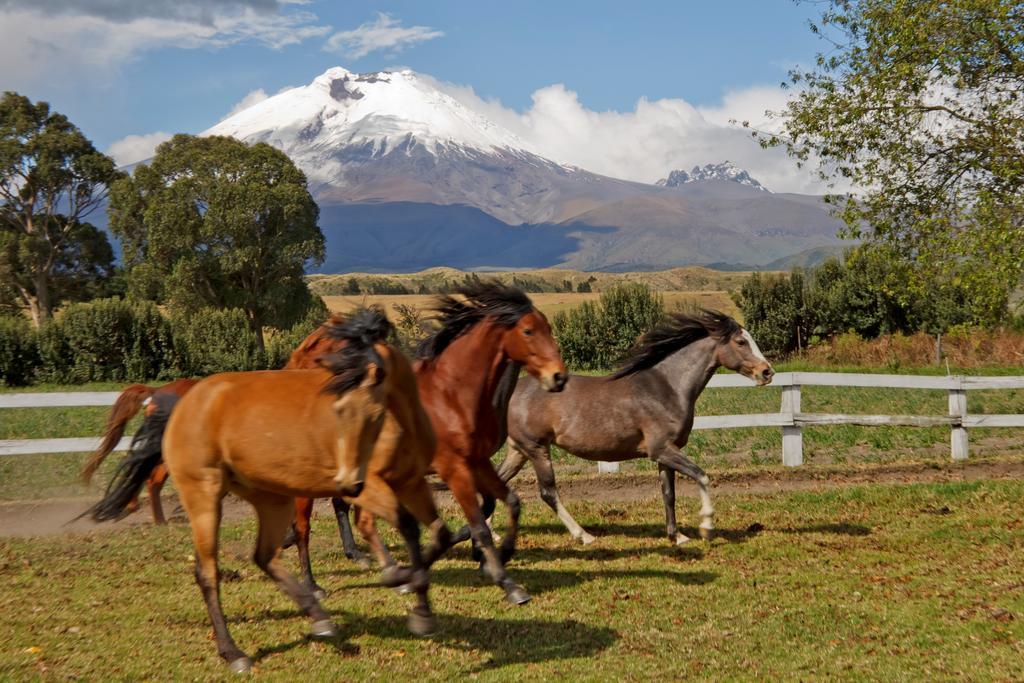 Hacienda San Agustin De Callo Lasso Exteriör bild